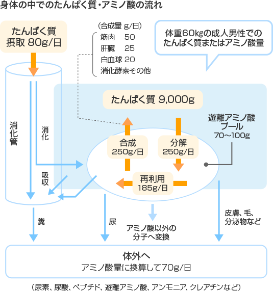 身体の中でのたんぱく質・アミノ酸の流れ