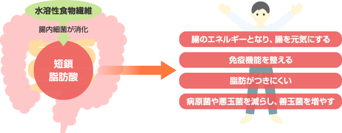 食物繊維から短鎖脂肪酸が生まれ、様々な健康効果を発揮