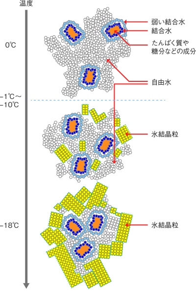 食品の水分が氷になってゆく過程