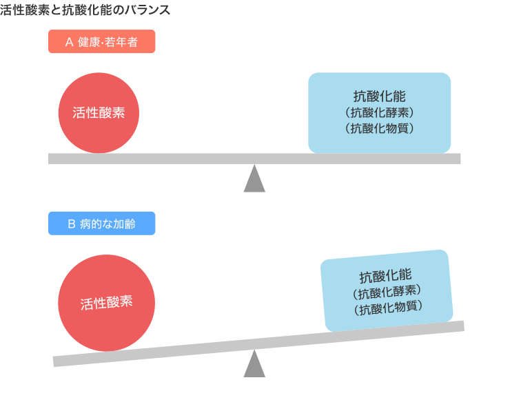 活性酸素と抗酸化能のバランス