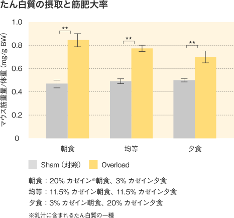 たん白質の摂取と筋肥大率