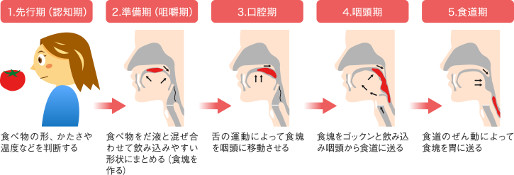 摂食・嚥下の過程