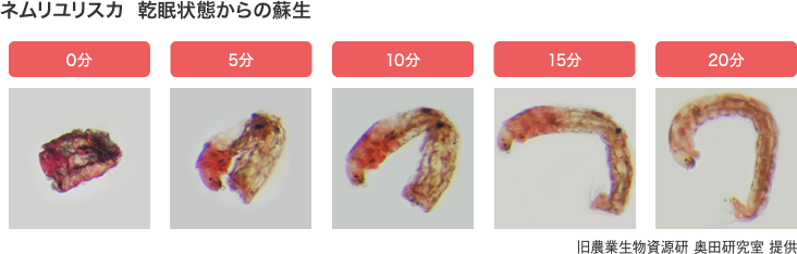 ネムリユスリカ 乾燥状態からの蘇生